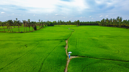Rice field green grass and blue sky cloud.
