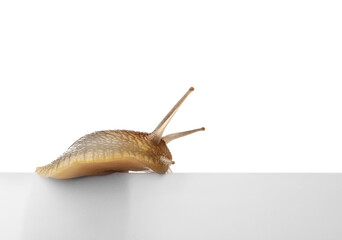 Grapevine snail on white background
