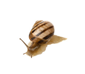 Grapevine snail on white background