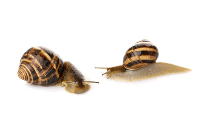 Grapevine snails on white background