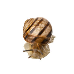 Grapevine snail on white background
