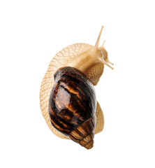 Giant Achatina snail on white background
