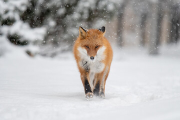 Fototapeta premium 雪の日のキタキツネ