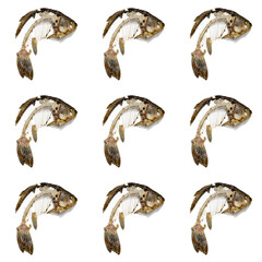 Seamless pattern from fish skeleton that was eaten. Bones crucian carp isolated, creative food print.