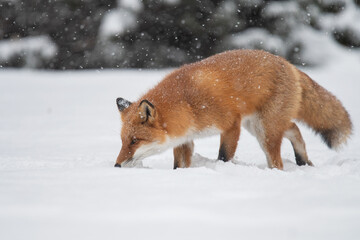 雪の日のキタキツネ
