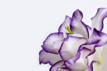 Beautiful floral background with white purple peony lily. Flower petals close up with purple border.