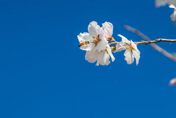 A bee sitting on a white flower of the almond tree