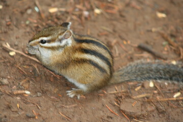 Chipmunk 