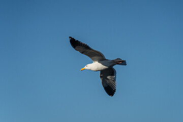 Flying Seagull