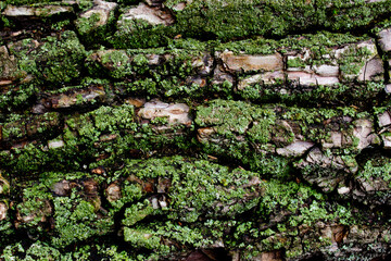 Close up view of old wooden bark,embossed texture of the brown tree with green moss and lichen on it,pattern of natural tree bark background, rough surface,print for decoration,cover design,wallpaper