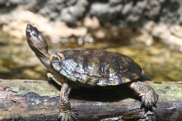 turtle on a log