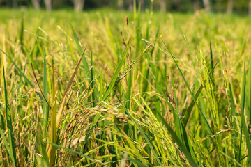 Close up of yellow green paddy rice field.