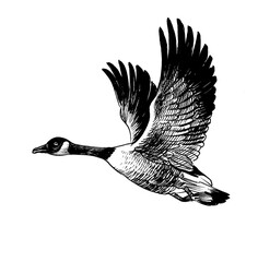 Flying wild Canadian goose bird. Ink black and white drawing