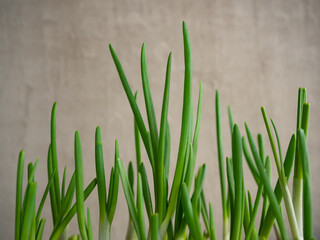 Harvest fresh juicy green onions grown at home on a windowsill in the morning light
