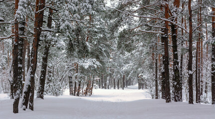 Winter forest. Snow covered trees. Beautiful nature.