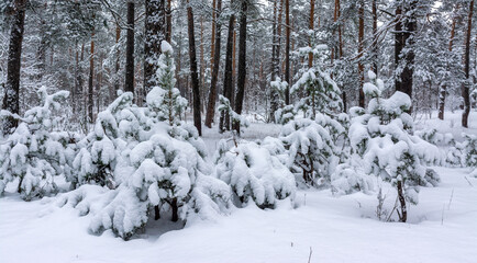 Fototapeta na wymiar Winter forest. Snow covered trees. Beautiful nature.