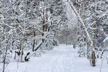 Winter forest. Snow covered trees. Beautiful nature.