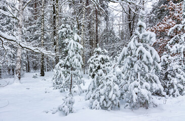 Winter forest. Snow covered trees. Beautiful nature.