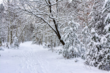 Winter forest. Snow covered trees. Beautiful nature.