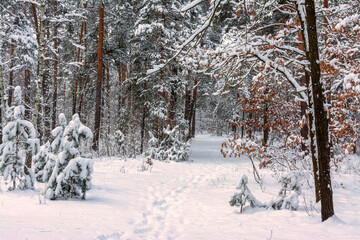 Winter forest. Snow covered trees. Beautiful nature.