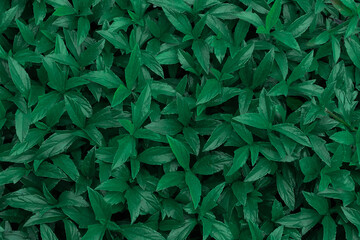 tropical green leaves, nature texture and background.