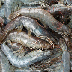 shrimps on a white background 