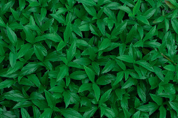 Beautiful nature  green leaves pattern background.