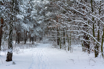 Winter forest. Snow covered trees. Beautiful nature.