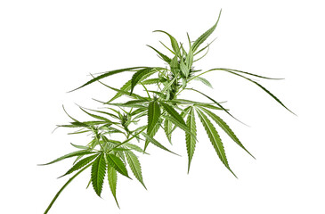 Female Cannabis leaf and flower, Marijuana flower isolated on white background with clipping path