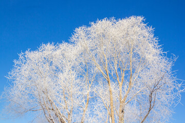 Snow-white tree against sky