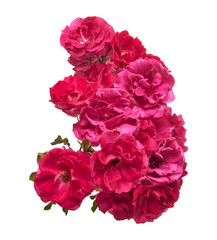 Red rose flowers, Blooming rose isolated on white background, with clipping path