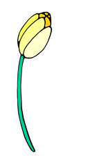 Yellow Tulip flower isolated. Symbol of spring, love, flowering. Hand drawn design element, clipart, decoration for backdrop, greeting card, Valentine's, Women's or Mother day