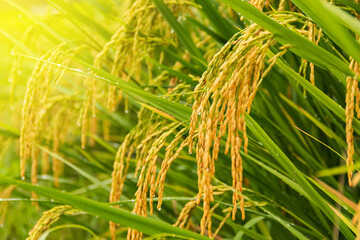 Close up of yellow green paddy rice field.