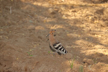 A beautiful bird walking on the ground