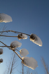 Close up view of several teasels covered with snow on a blue sky