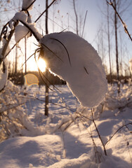 Close up view of a teasel covered with snow on a beautiful snow landscape