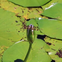 Colourful Florescent dragon fly sitting on a water lilli dragonfly  