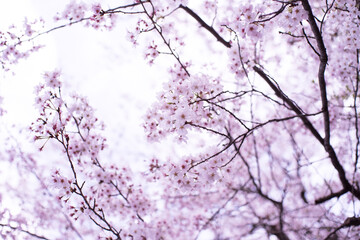 Beautiful cherry blossom sakura in spring time in Tokyo