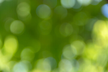 Bokeh nature of green leaves blur background.