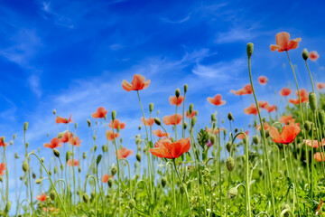 ポピーの花