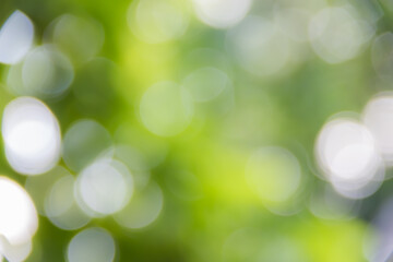 Green bokeh  abstract background and texture.