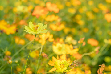 Yellow cosmos flowers blooming in the garden.