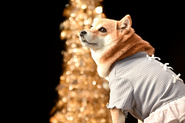 クリスマセットでおすましする柴犬