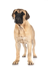 young bullmastiff in studio