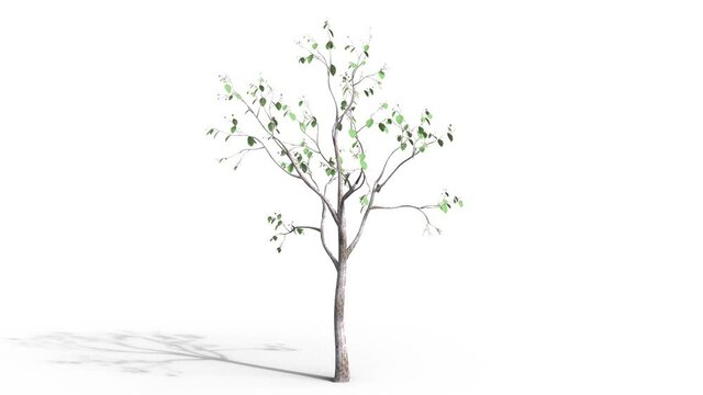 An animated video of a tree growing from the ground Tree growth order And the wind blows the leaves moving with matte alpha.