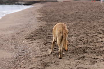 a dog on the beach