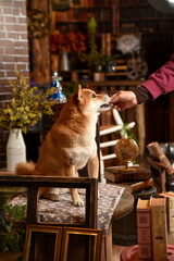 ビンテージ背景でおすましする柴犬