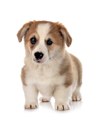 young Pembroke Welsh Corgi