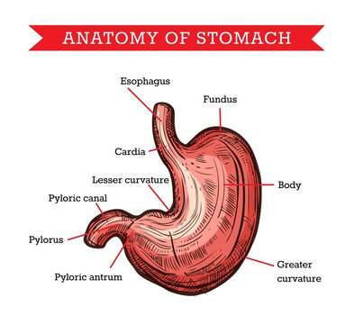 Human stomach anatomy, vector sketch medicine aid scheme of body internal gastroenterology organ. Engraved medical visual aid poster of belly with part names for medical university, hospital or clinic