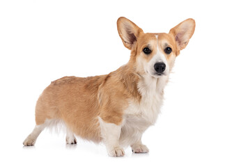 young Pembroke Welsh Corgi